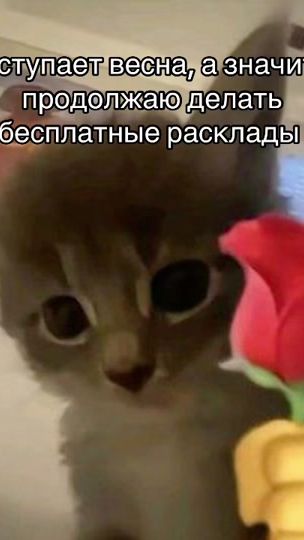 TikTok video thumbnail by tanikvtaro