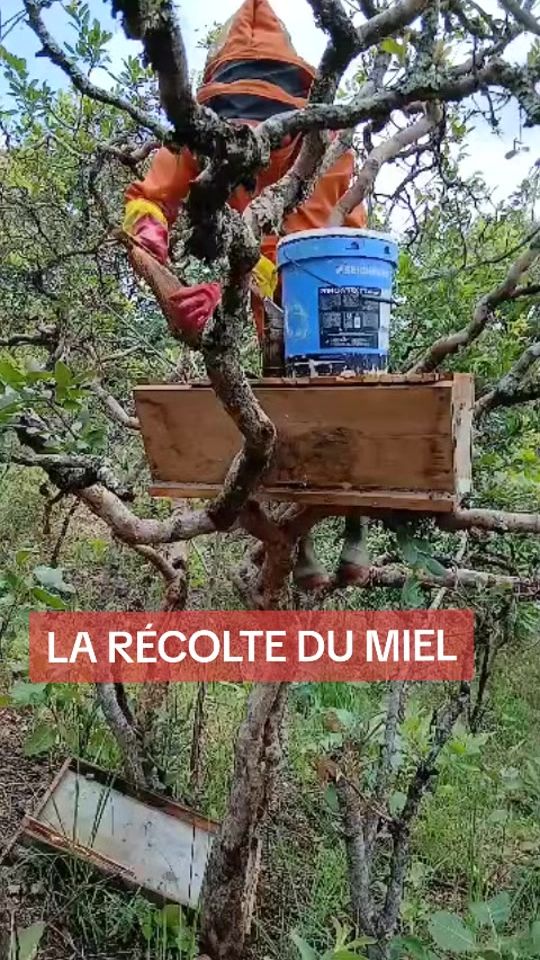 TikTok video thumbnail by haman.cameroun