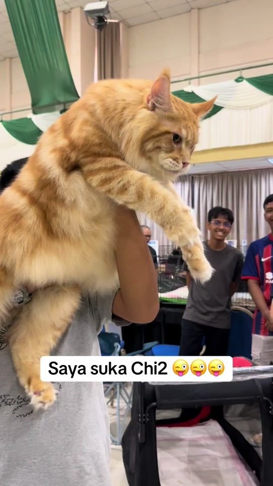 TikTok video thumbnail by sarahcoon