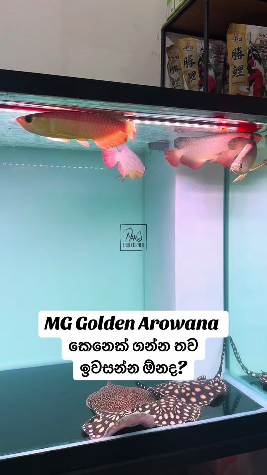 TikTok video thumbnail by nanofishcorner
