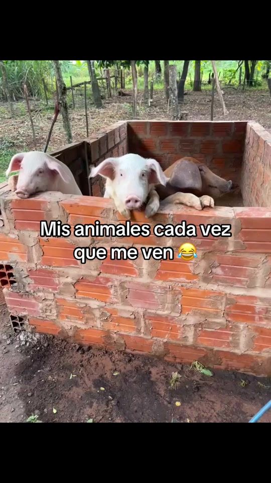 TikTok video thumbnail by celvitoledo