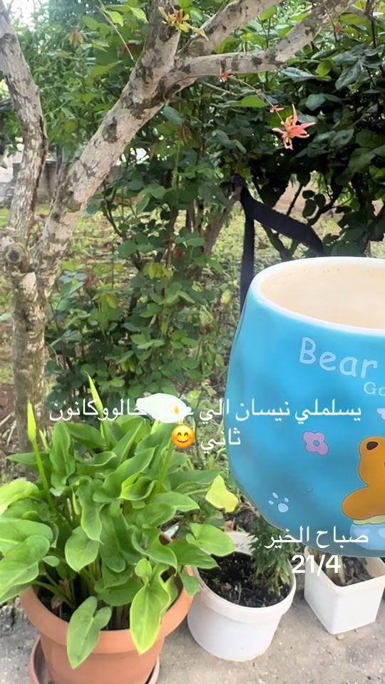 TikTok video thumbnail by halafares69