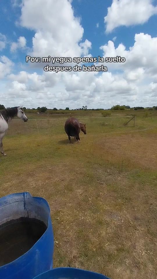 TikTok video thumbnail by franequetrians
