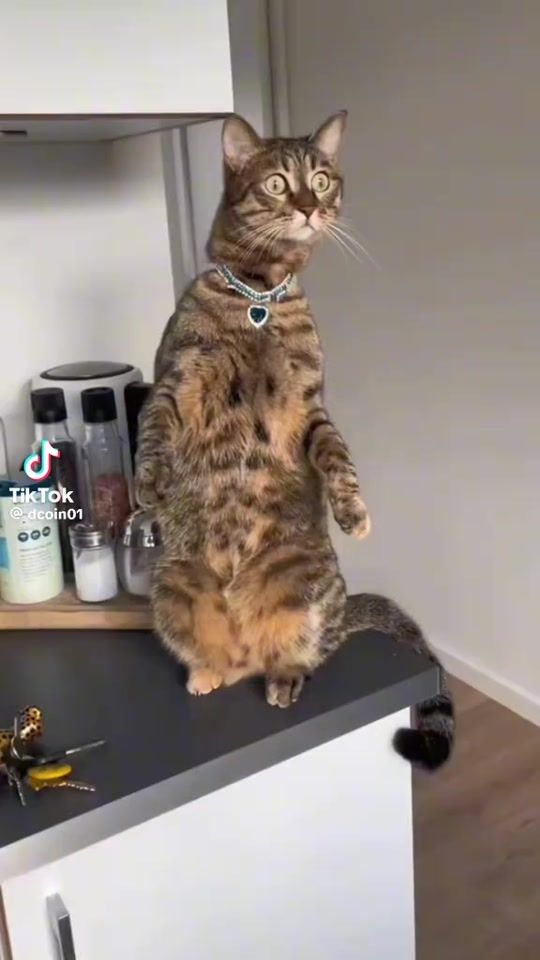 TikTok video thumbnail by ali.abacar67