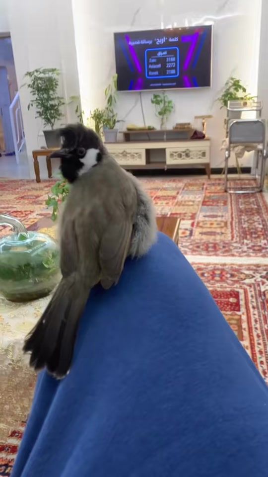 TikTok video thumbnail by b.l0j
