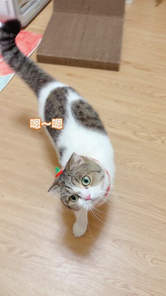 TikTok video thumbnail by lachahua