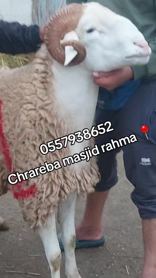 TikTok video thumbnail by imaddin457