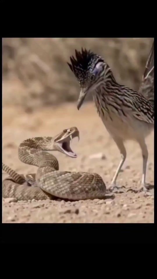 TikTok video thumbnail by arsen__phoenix