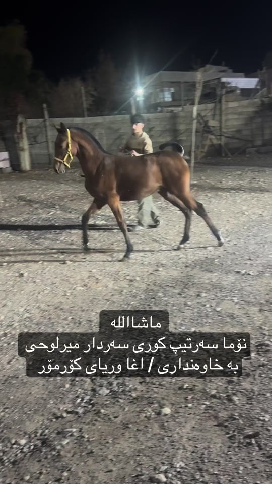 TikTok video thumbnail by hamajor88
