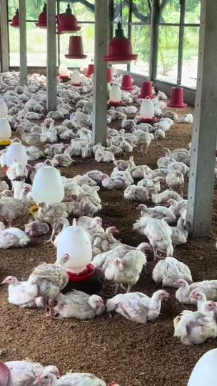 TikTok video thumbnail by sivaagrofarm