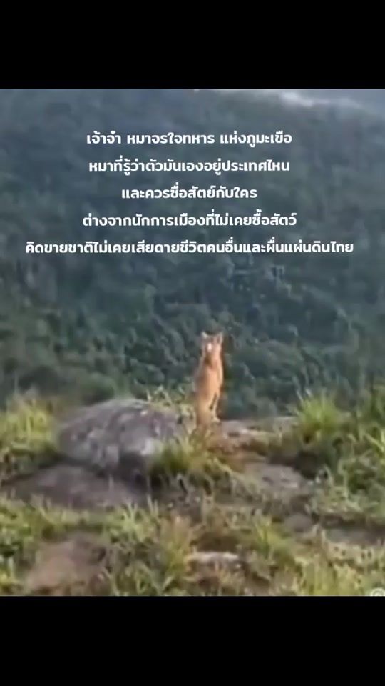 TikTok video thumbnail by sumet_phochanard