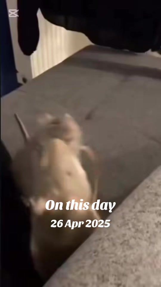 TikTok video thumbnail by jaxon.vili