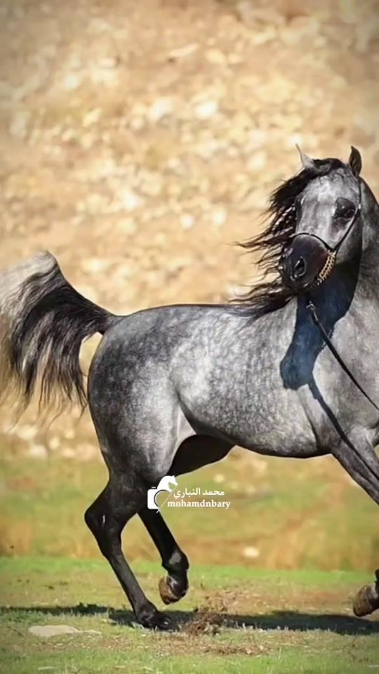 TikTok video thumbnail by vision_arabians