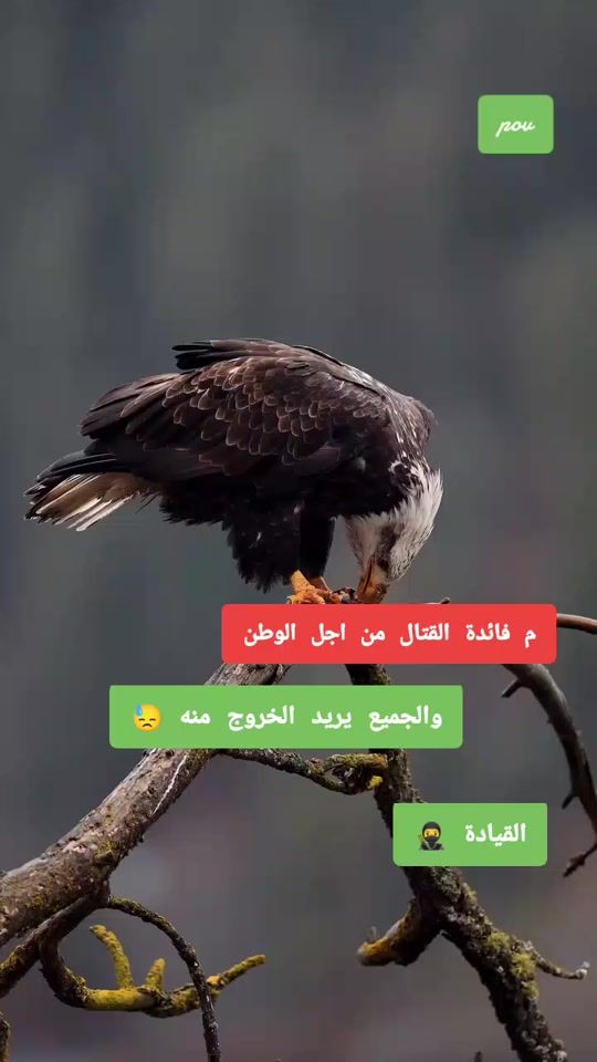 TikTok video thumbnail by 1234abdulrahim4