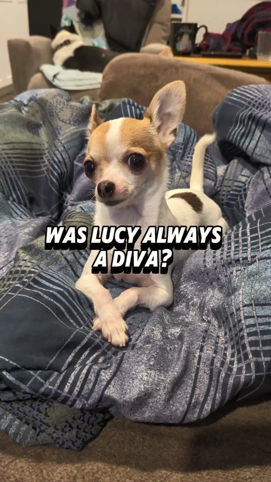 TikTok video thumbnail by frankiegusandlucy
