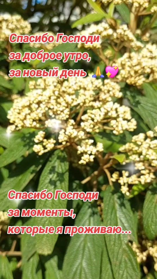TikTok video thumbnail by allacrivonosova