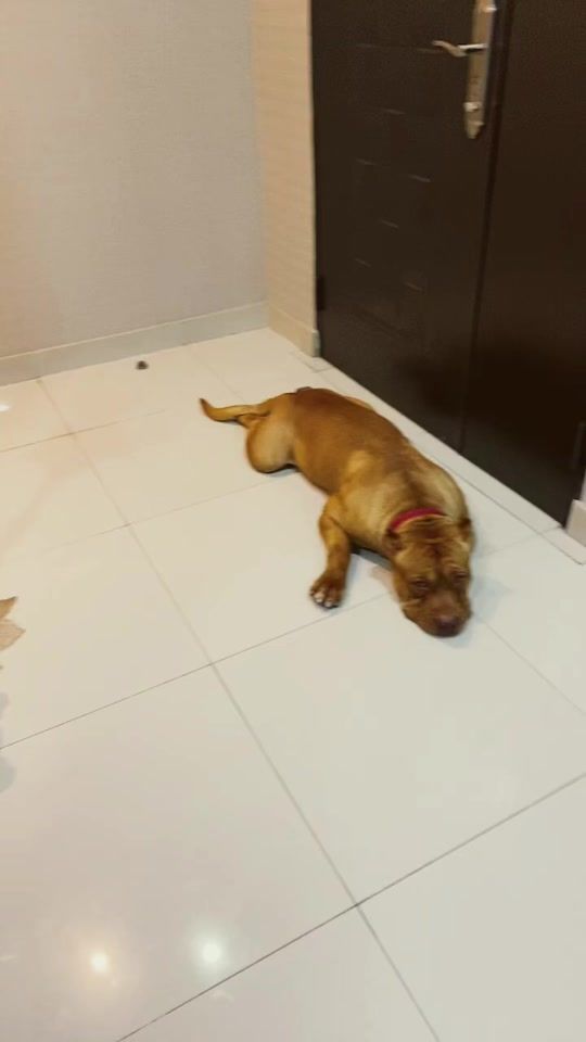 TikTok video thumbnail by les_chiens56