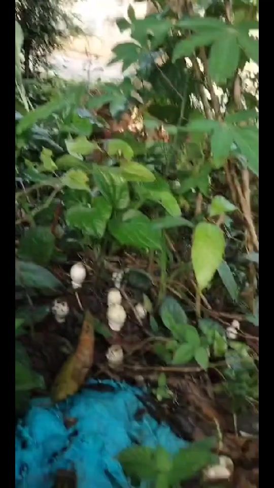 TikTok video thumbnail by namfon_saelim