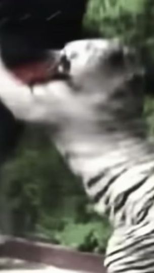 TikTok video thumbnail by mikxtysxn