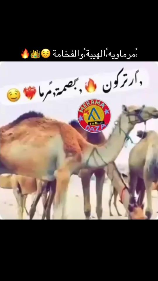 TikTok video thumbnail by user5338493026099