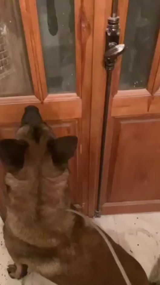 TikTok video thumbnail by _elvage_dogoarjentino_