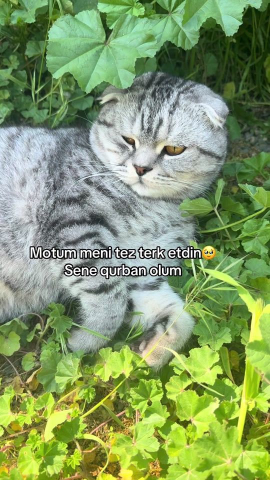 TikTok video thumbnail by a_cavadovaa