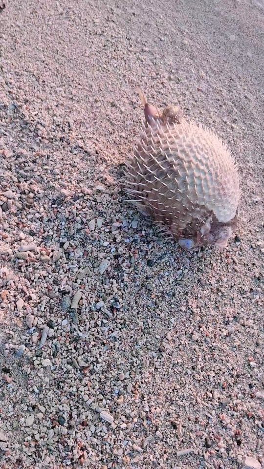 TikTok video thumbnail by nilanthidias7