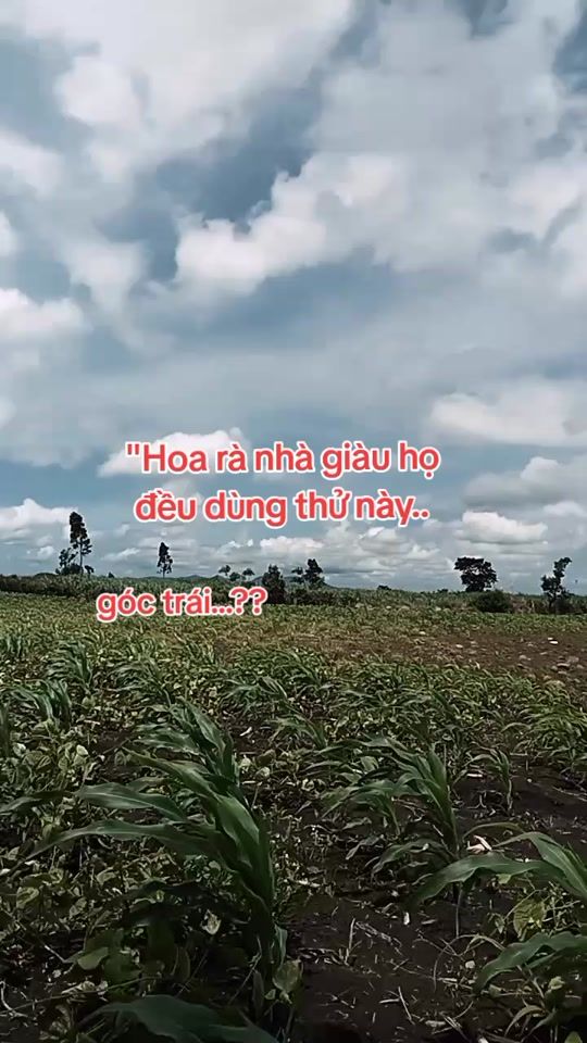 TikTok video thumbnail by phoidodep09