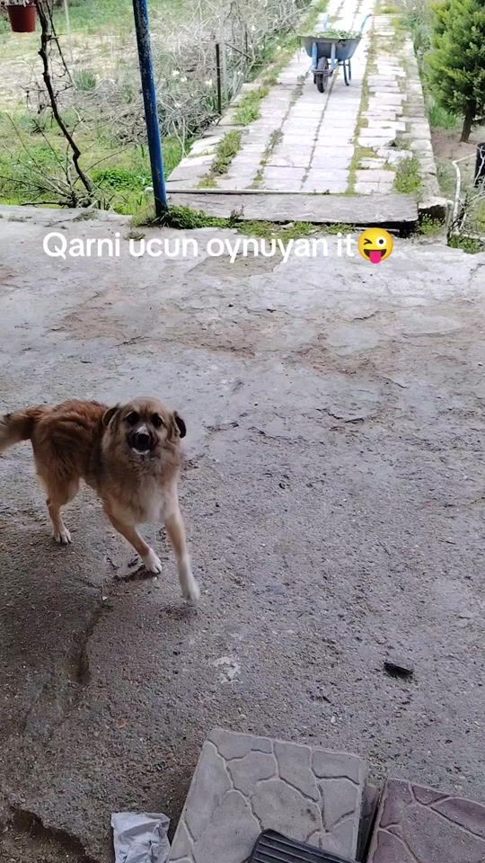 TikTok video thumbnail by feride.gunka