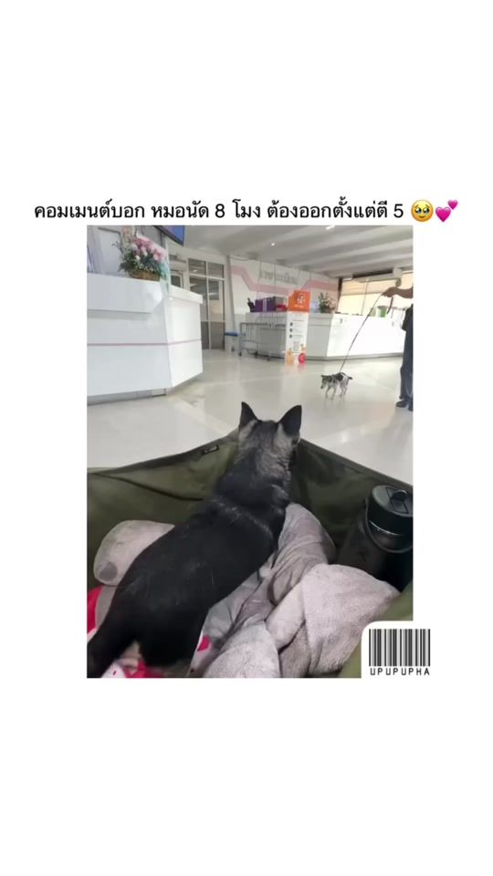 TikTok video thumbnail by upupupha