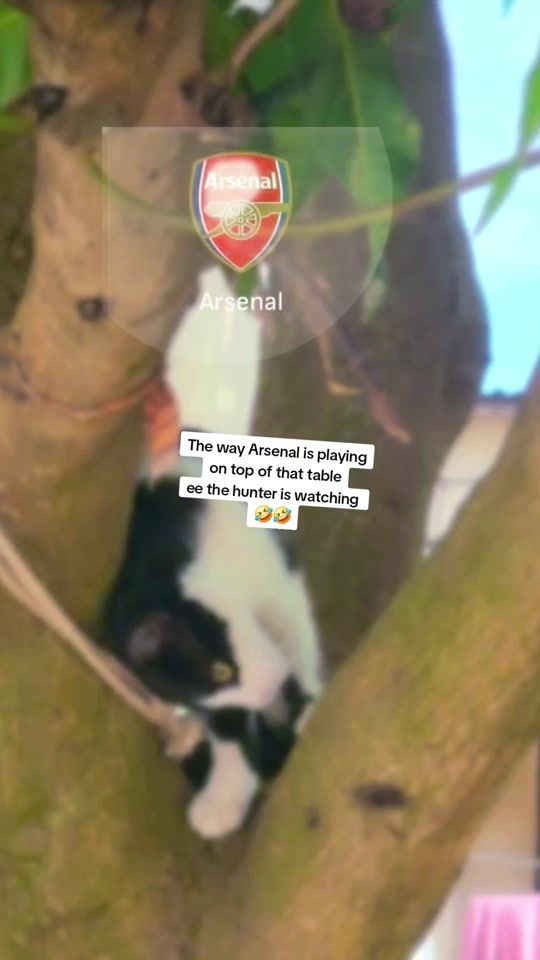 TikTok video thumbnail by holyfadaj