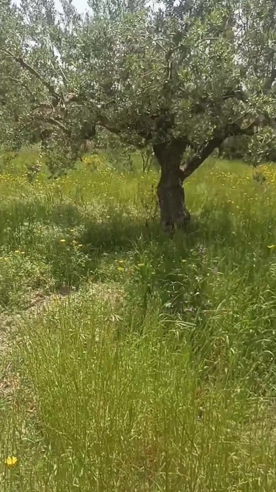 TikTok video thumbnail by fethi.ftouh1