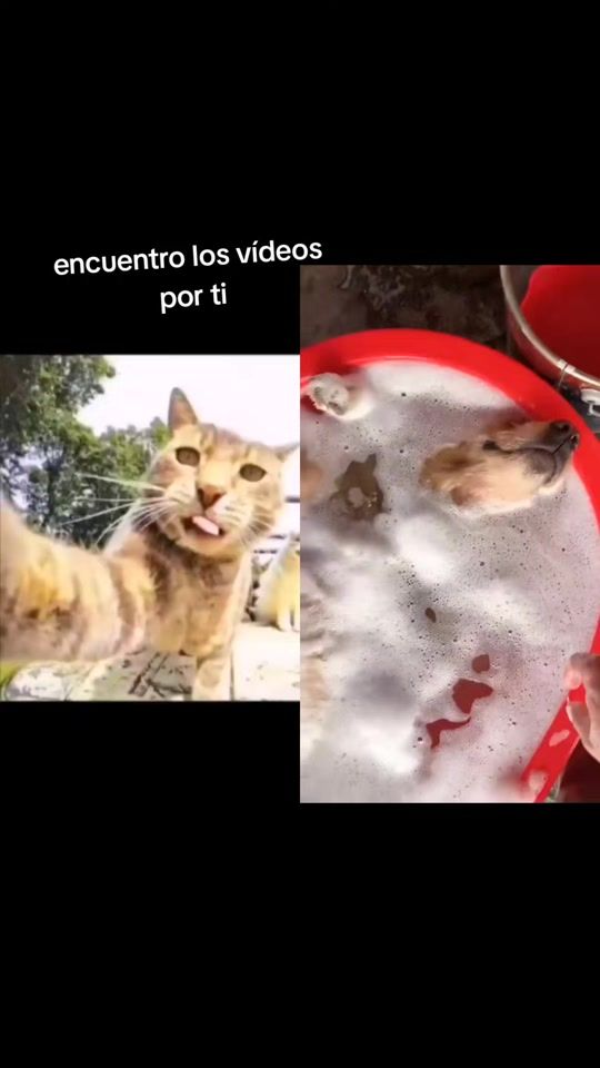 TikTok video thumbnail by alanlipa1