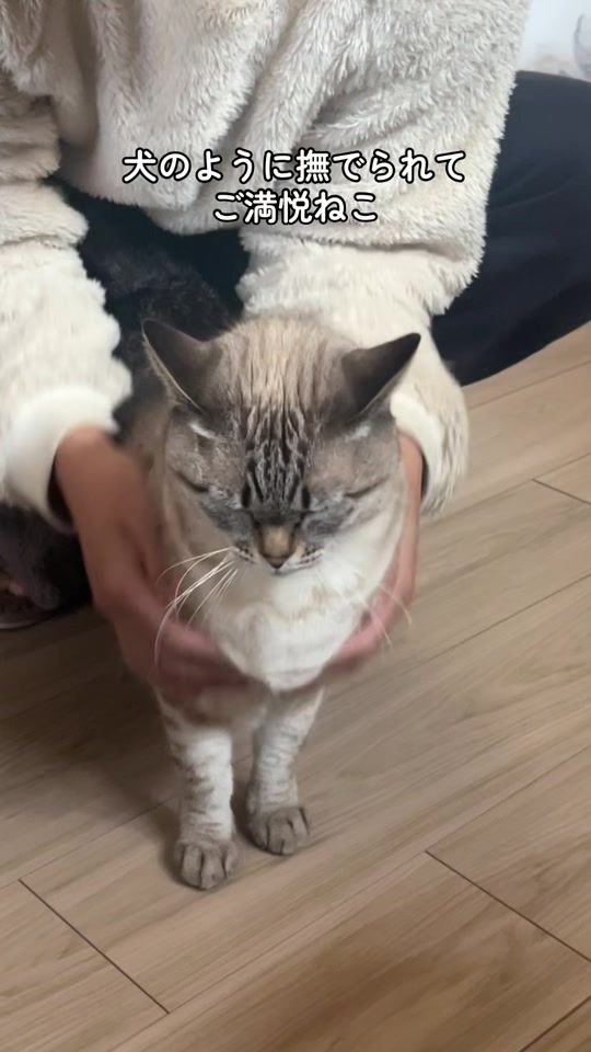TikTok video thumbnail by omoroneko