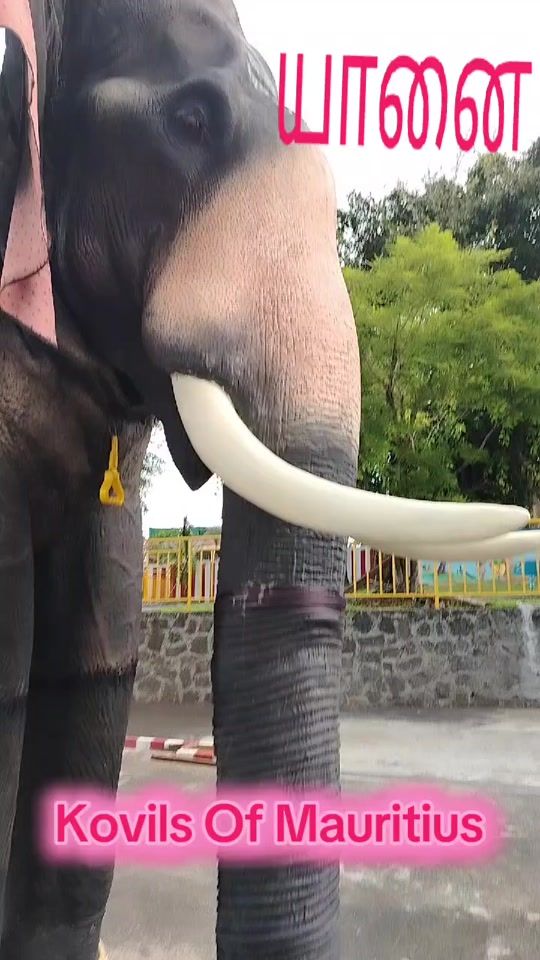 TikTok video thumbnail by kovilsofmauritius