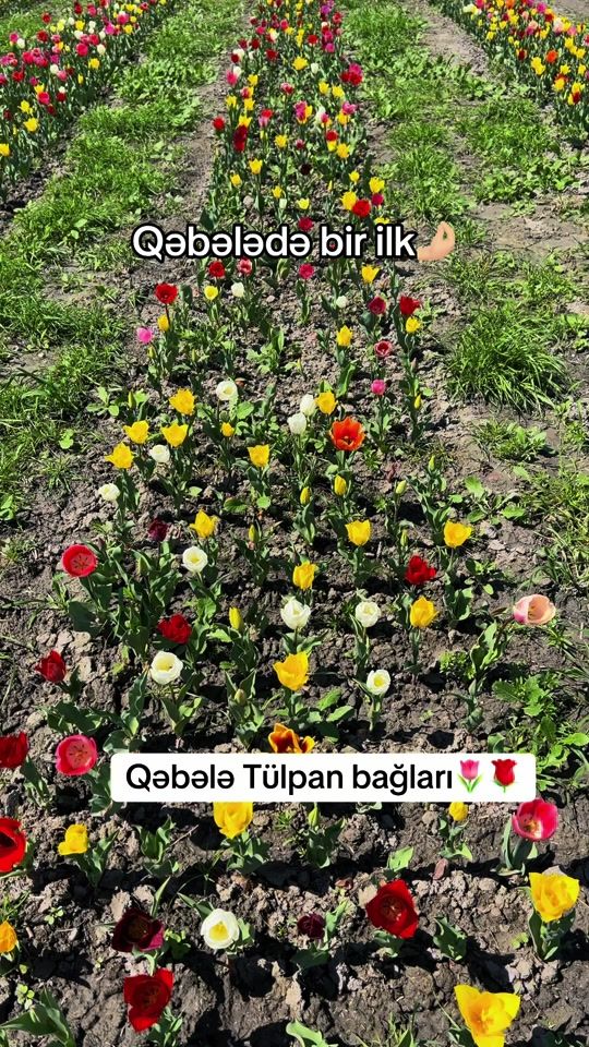 TikTok video thumbnail by qonaqol.az