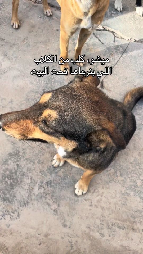 TikTok video thumbnail by mona.m.hamed