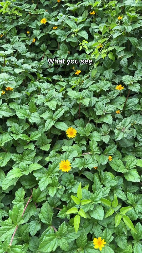 TikTok video thumbnail by danthelion_15