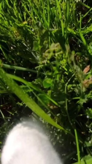 TikTok video thumbnail by rumitree