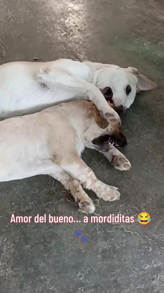 TikTok video thumbnail by ayudaaunpeludo.peru