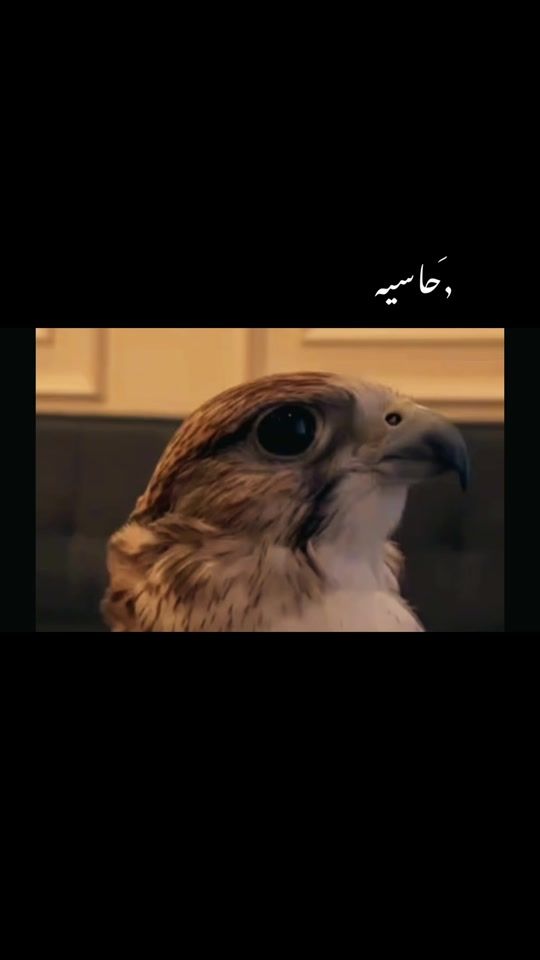 TikTok video thumbnail by lukaalhassy