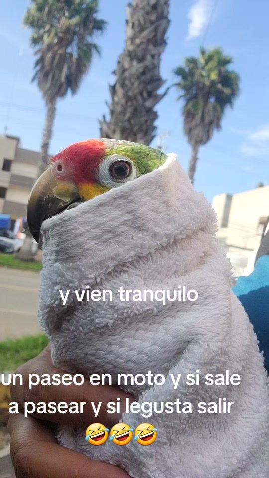 TikTok video thumbnail by user1339611302629