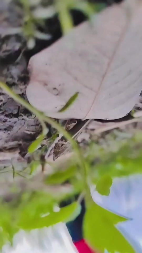 TikTok video thumbnail by misty.mou82