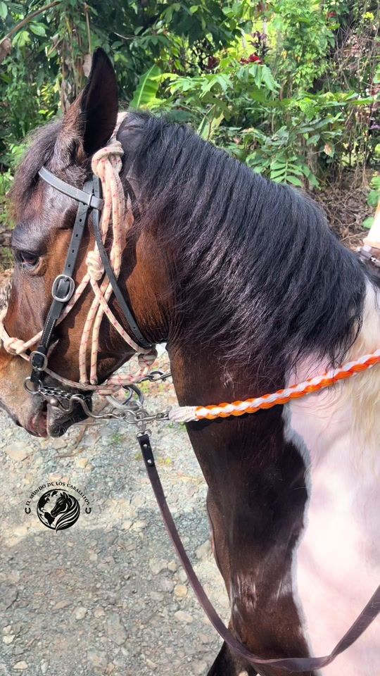 TikTok video thumbnail by gregoryn07