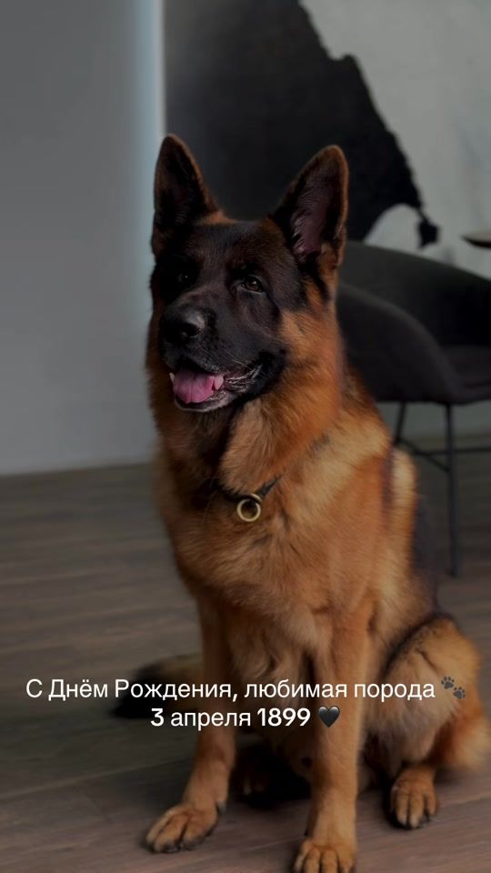 TikTok video thumbnail by mars_gsd