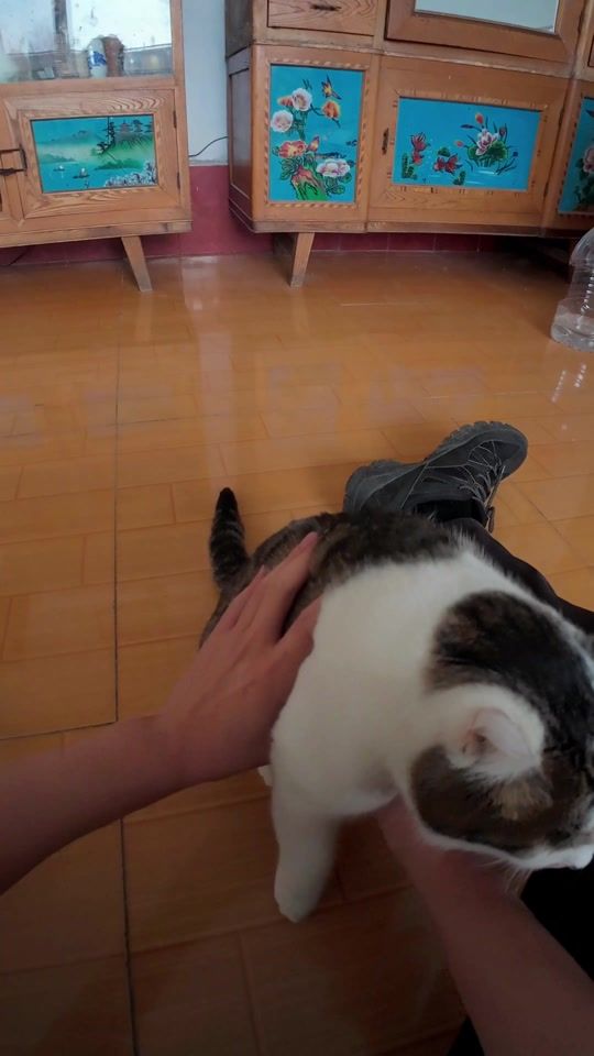 TikTok video thumbnail by petlovefunny47