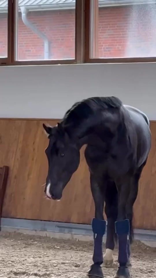 TikTok video thumbnail by horse_agent_