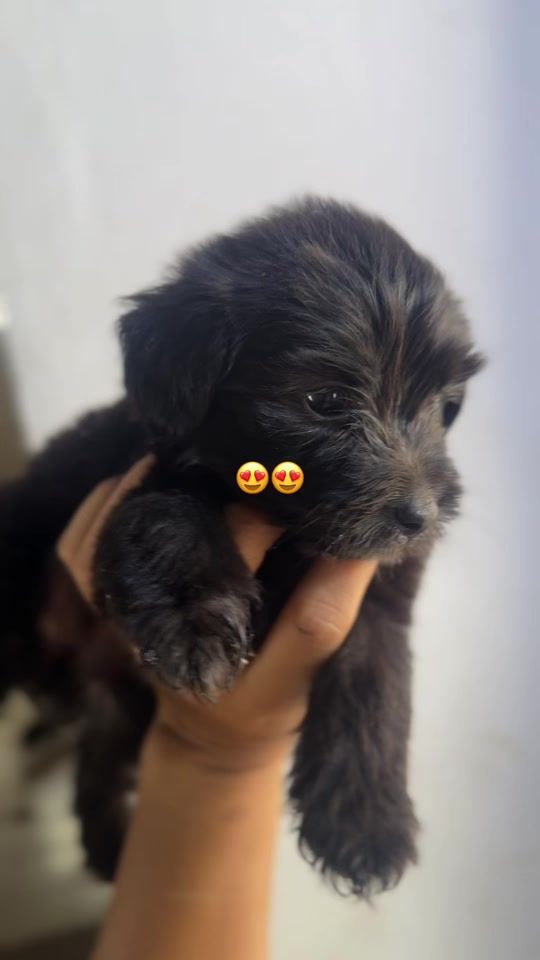 TikTok video thumbnail by ternura_perruna1