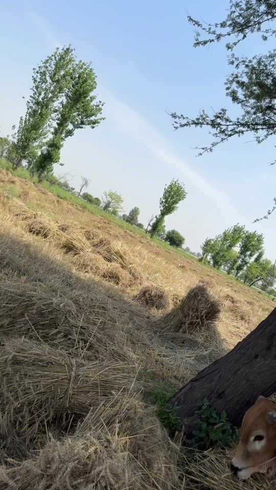 TikTok video thumbnail by noortanha786