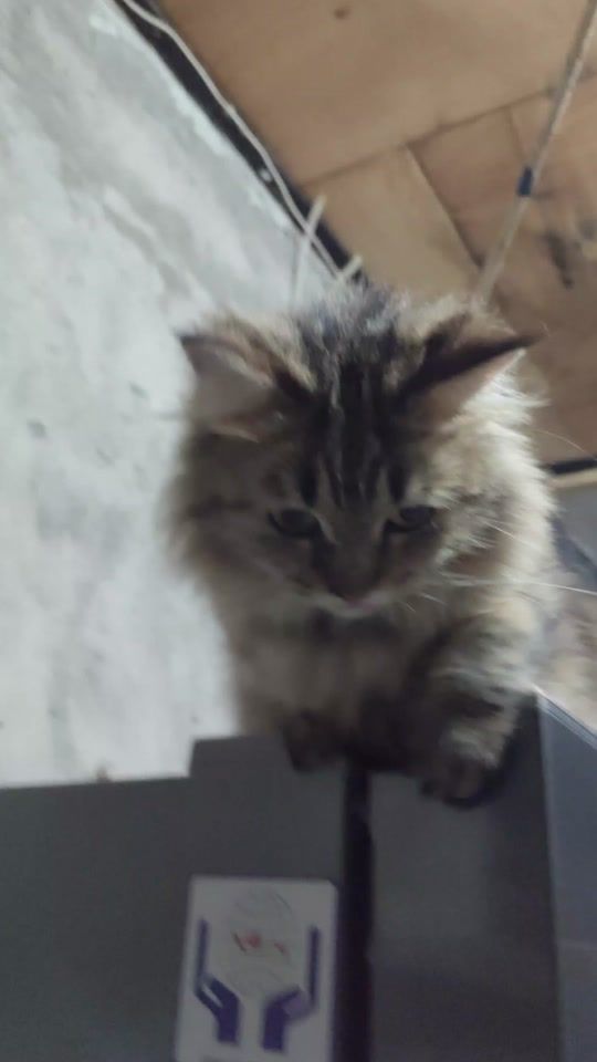 TikTok video thumbnail by hikmatulsj
